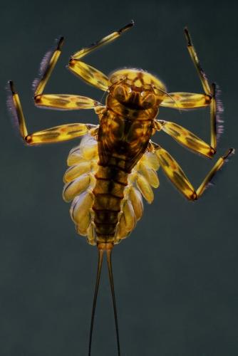 Epeorus sp.
